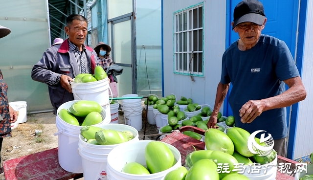 正陽縣熊寨鎮(zhèn)王樓村：大棚蔬菜多點(diǎn)開花 鄉(xiāng)村振興勢(shì)能強(qiáng)勁