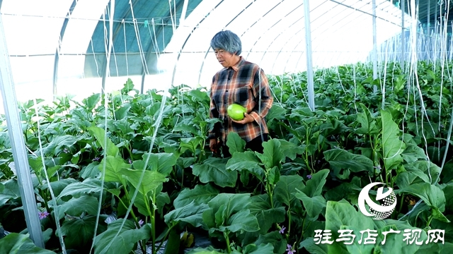 正陽縣熊寨鎮(zhèn)王樓村：大棚蔬菜多點(diǎn)開花 鄉(xiāng)村振興勢(shì)能強(qiáng)勁