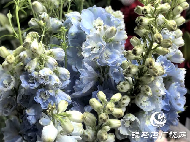 駐馬店：母親節(jié)鮮花市場(chǎng)火爆 溫馨花語(yǔ)傳遞感恩情