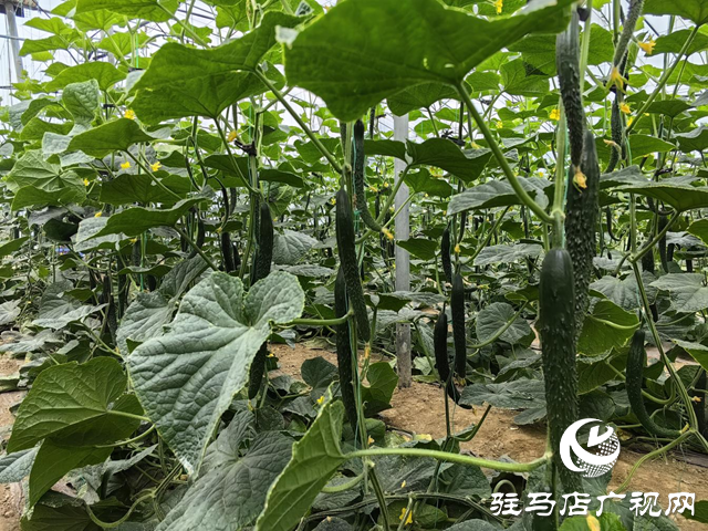 驛城水屯鎮(zhèn)：黨建引領特色種植 小黃瓜助農(nóng)增收