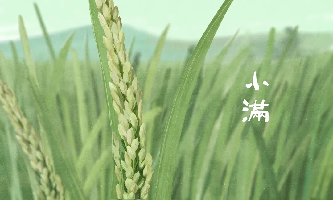 今日小滿：小得盈滿，萬物可期