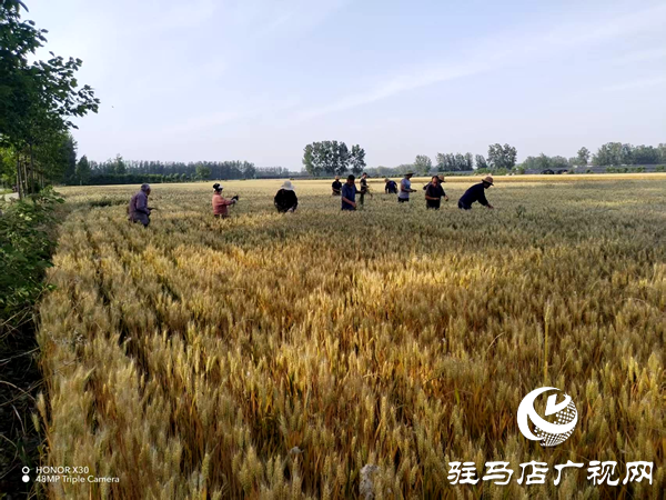 平輿縣李屯鎮(zhèn)：科學防范“干熱風” 全力守護小麥生長 