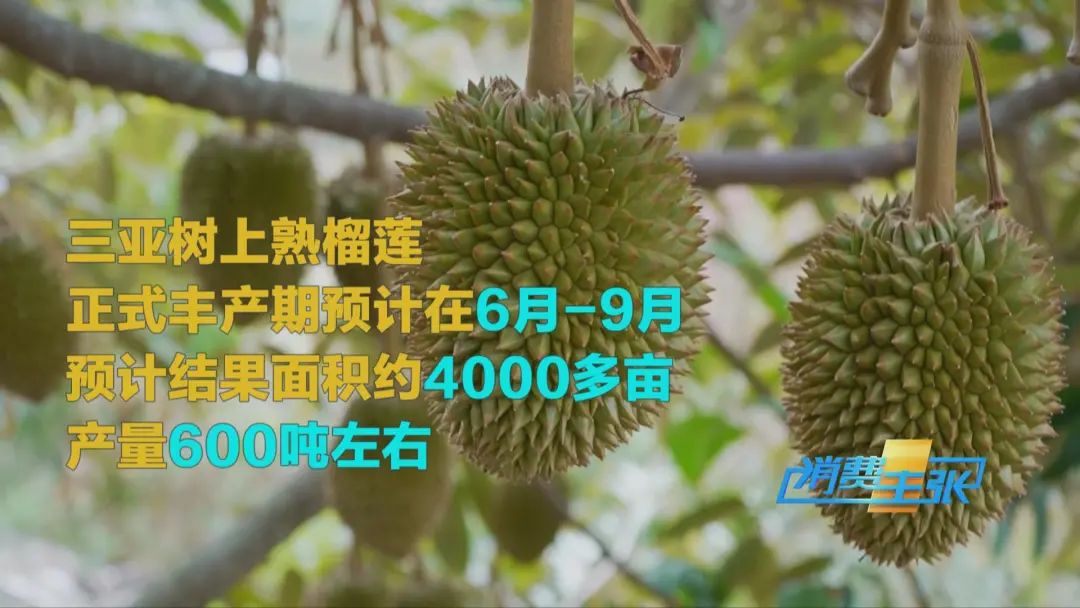 “水果之王”價(jià)格腰斬，還能再降！