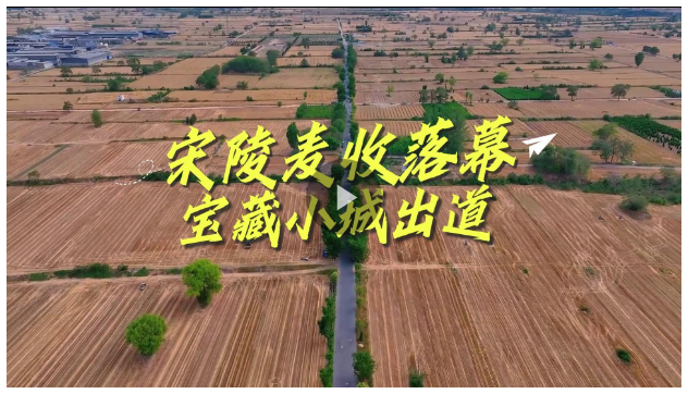 宋陵麥收落幕，寶藏小城出道