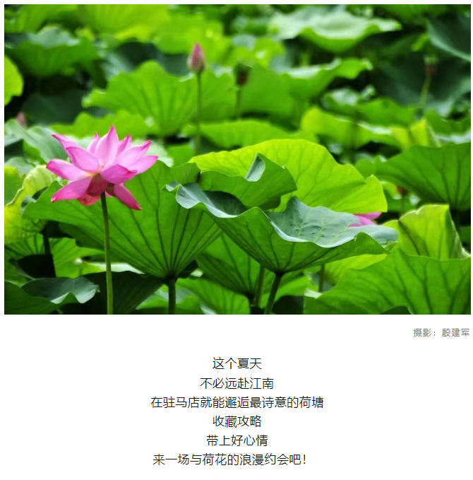 【夏日限定】駐馬店賞荷全攻略！這幾個(gè)絕美荷塘，錯(cuò)過(guò)再等一年！