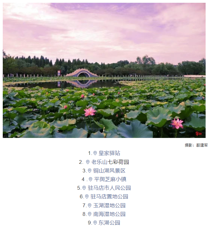 【夏日限定】駐馬店賞荷全攻略！這幾個(gè)絕美荷塘，錯(cuò)過(guò)再等一年！