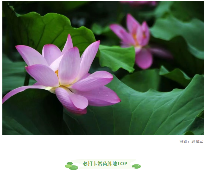 【夏日限定】駐馬店賞荷全攻略！這幾個(gè)絕美荷塘，錯(cuò)過(guò)再等一年！