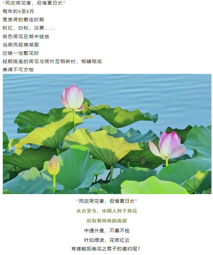 【夏日限定】駐馬店賞荷全攻略！這幾個(gè)絕美荷塘，錯(cuò)過(guò)再等一年！