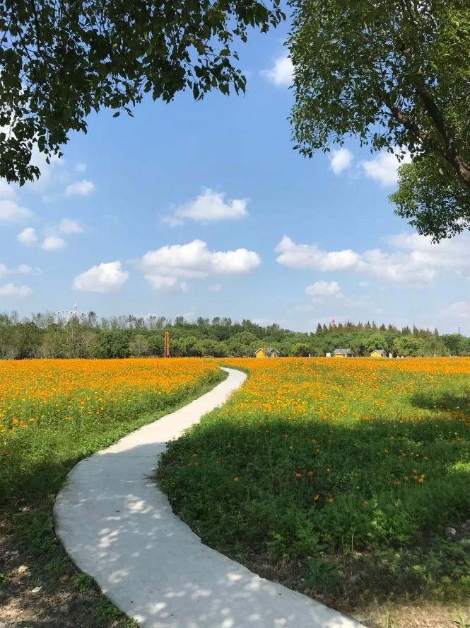 闖入夏日童話！上海近郊竟然有片23000㎡免費浪漫花?！? /></p>
<p style=