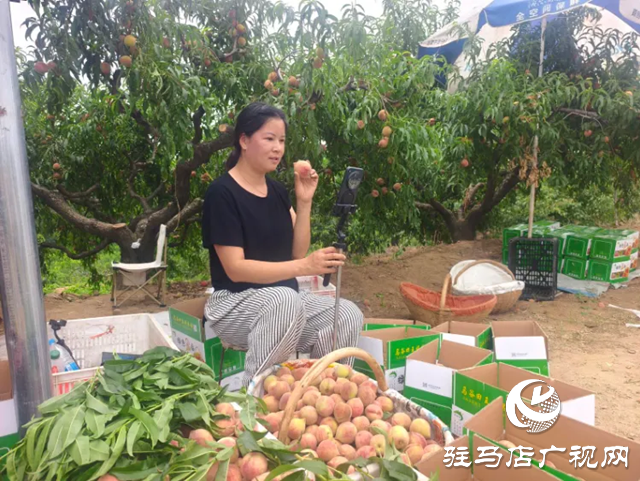手機成“新農(nóng)具” 直播變“新農(nóng)活”！泌陽果農(nóng)破局林果銷售助鄉(xiāng)村振興