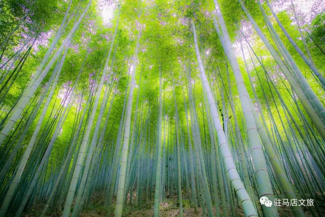 跟著文旅君玩轉(zhuǎn)駐馬店！開啟鄉(xiāng)村休閑體驗(yàn)之旅→