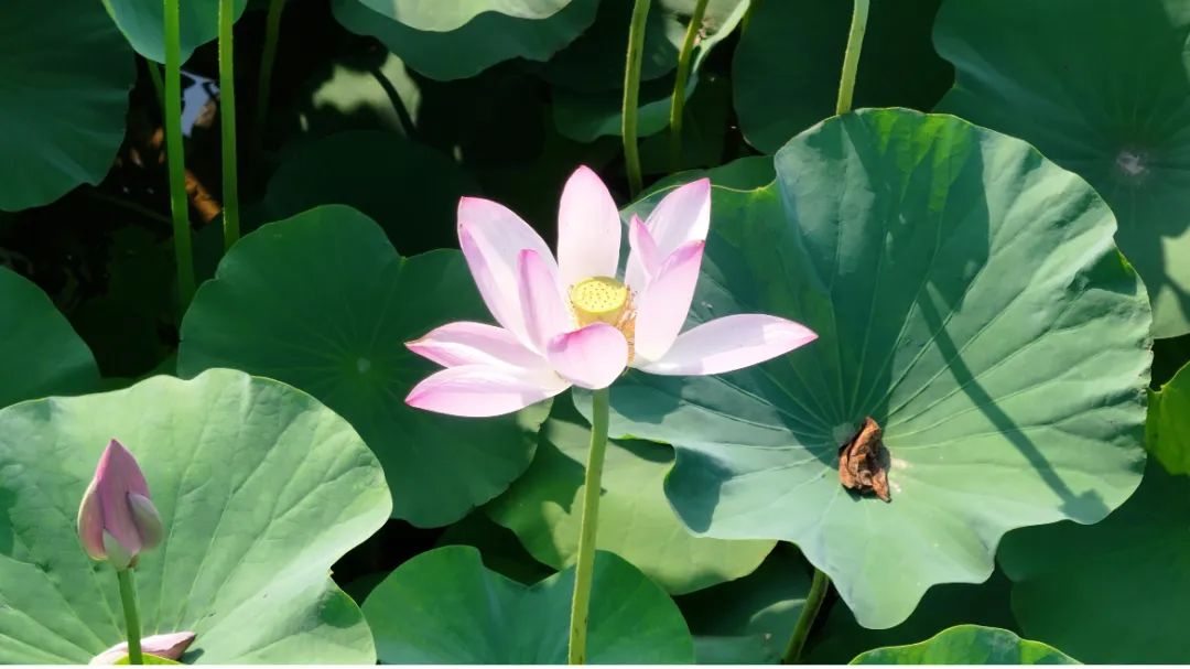 　　這個(gè)夏天，滿屏“綠肥紅瘦”申請(qǐng)出戰(zhàn)