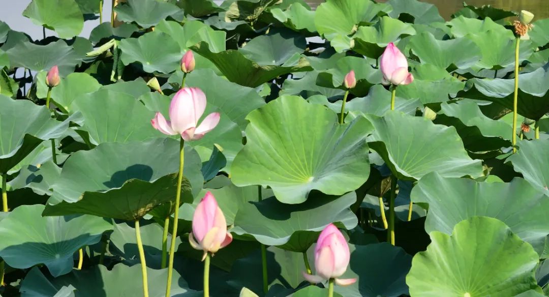 　　這個(gè)夏天，滿屏“綠肥紅瘦”申請(qǐng)出戰(zhàn)