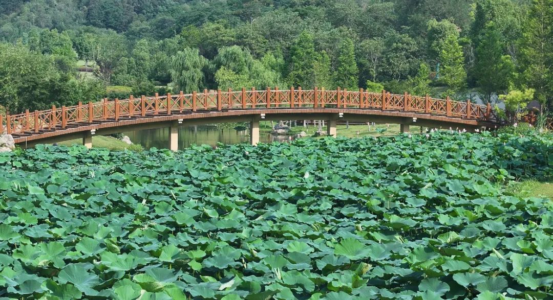 　　這個(gè)夏天，滿屏“綠肥紅瘦”申請(qǐng)出戰(zhàn)