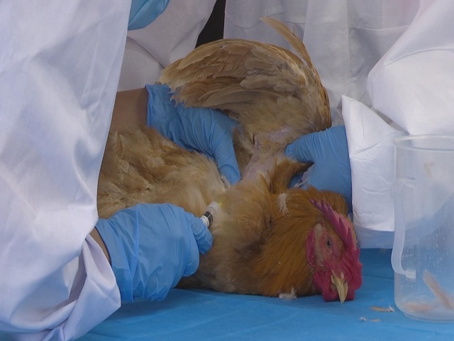 駐馬店市動物疫病防疫檢疫中心發(fā)布7月份動物疫病預警預報信息