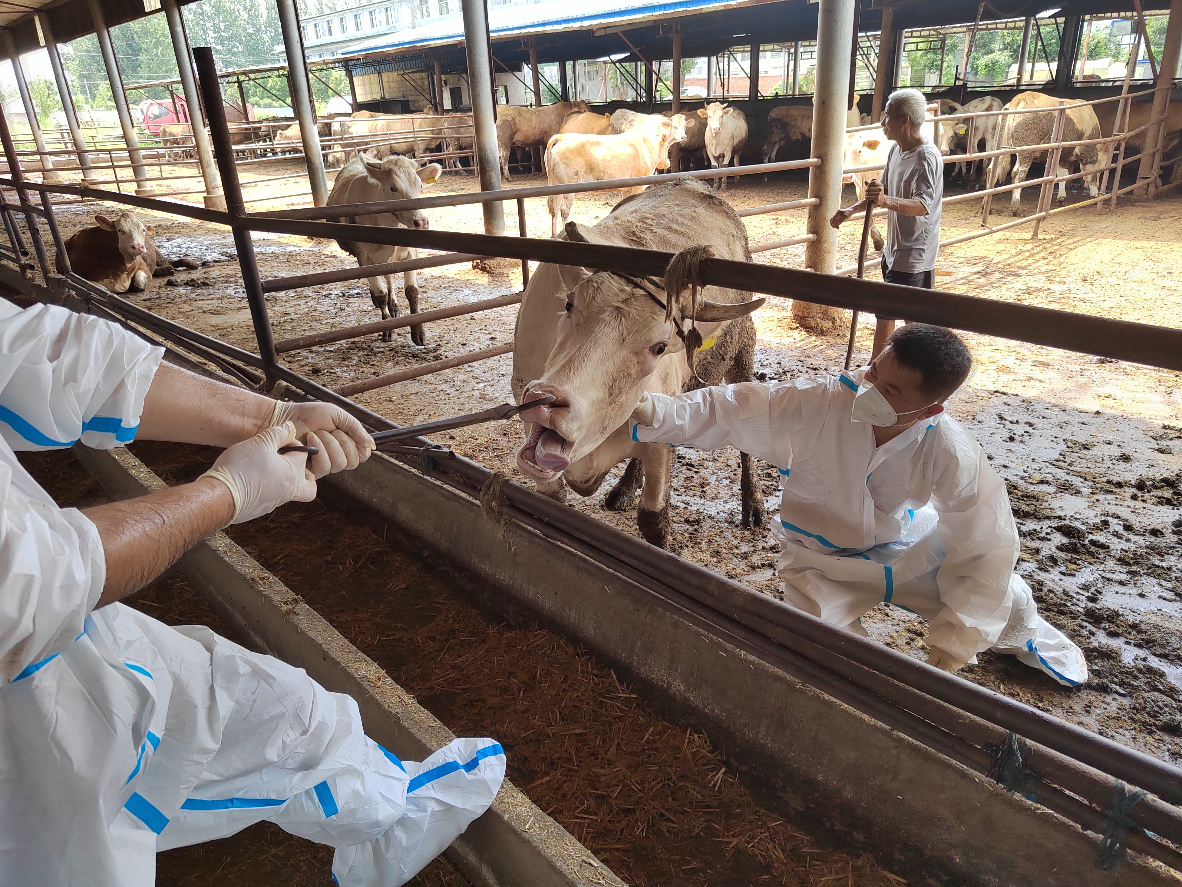 駐馬店市動物疫病防疫檢疫中心發(fā)布7月份動物疫病預警預報信息