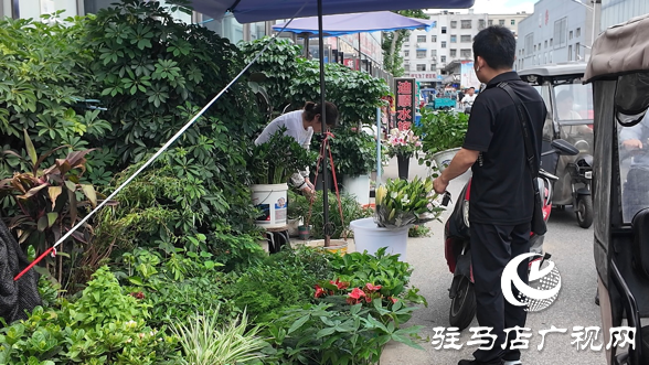 高溫催熱“綠色經(jīng)濟(jì)”夏季綠植銷(xiāo)量激增