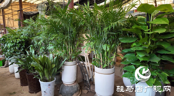高溫催熱“綠色經(jīng)濟(jì)”夏季綠植銷(xiāo)量激增