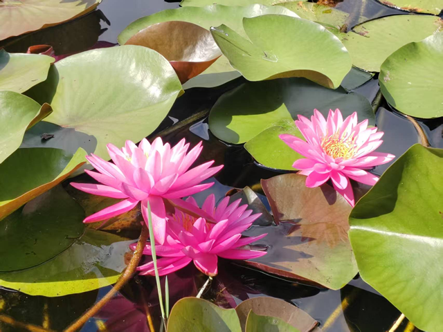 開(kāi)源公園睡蓮綻放引客來(lái) 盛夏限定美景等你邂逅