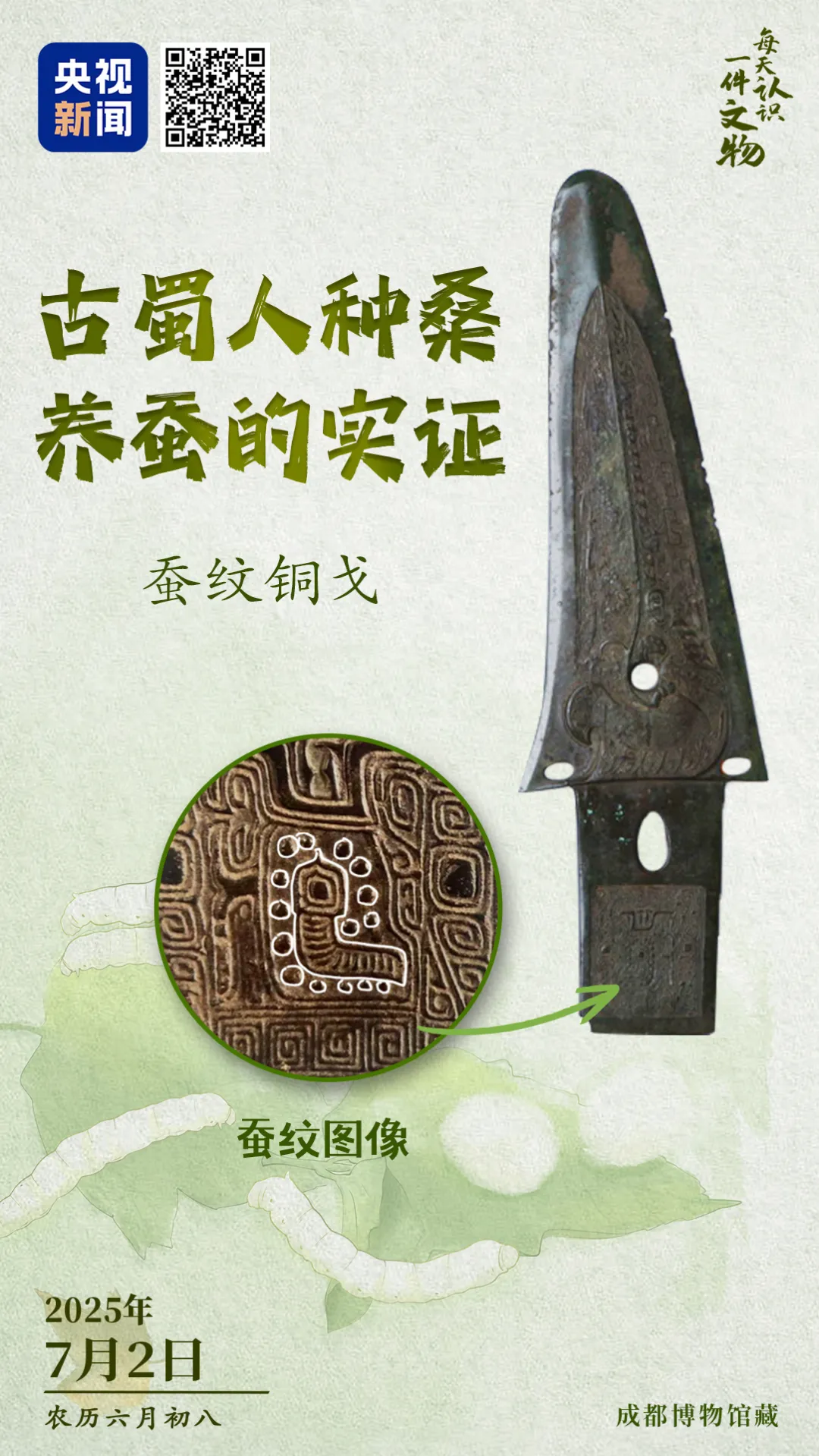 文博日歷丨青銅戈上刻蠶紋 這是古蜀人種桑養(yǎng)蠶的實證