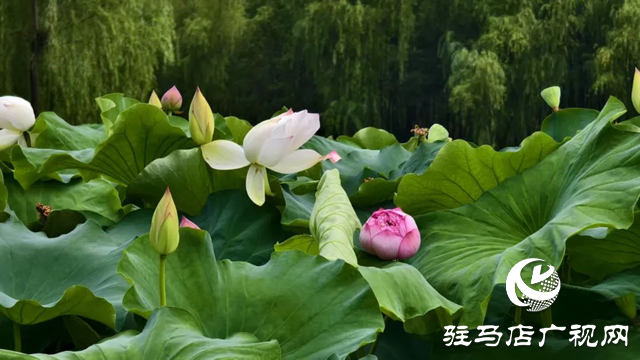 【大美天中】泌陽現(xiàn)“水晶天”！漢風(fēng)古韻與湖光云影同框