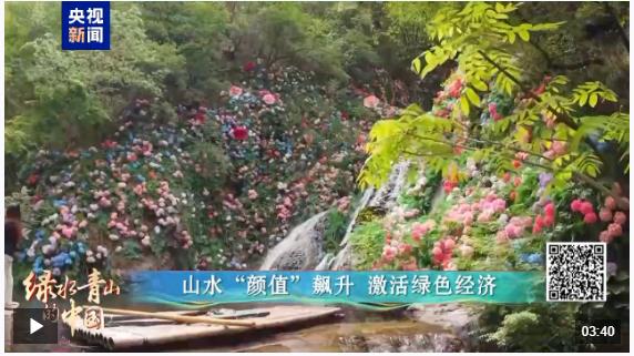 綠水青山的中國(guó)丨萬(wàn)鷺舞云端！河南欒川的生態(tài)蝶變
