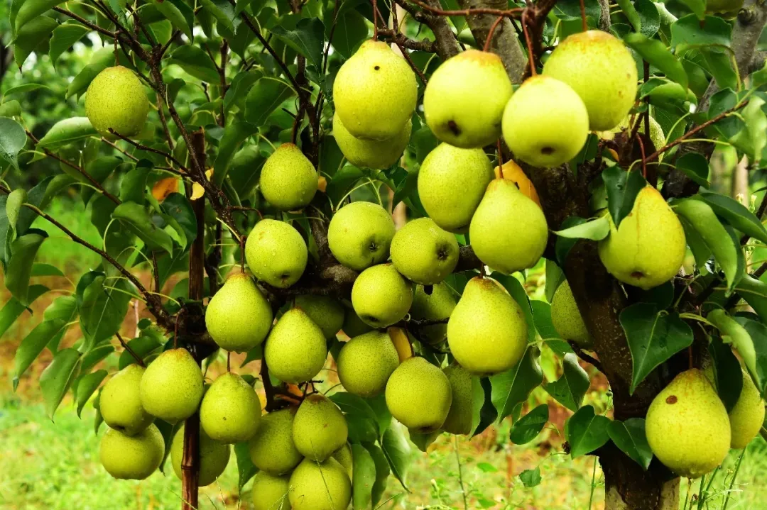 縣區(qū)動態(tài) | 來泌陽吧，來一場不一樣的生態(tài)游
