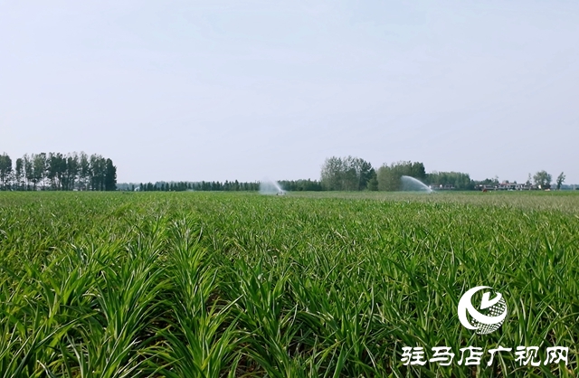  西平縣委書記侯公濤深入部分鄉(xiāng)鎮(zhèn)實地調(diào)研指導(dǎo)抗旱保收工作