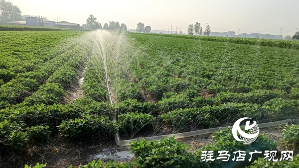平輿縣陽城鎮(zhèn)：干群齊心抗旱保秋 共筑豐收希望