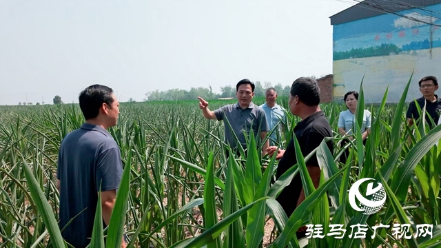  西平縣委書記侯公濤深入部分鄉(xiāng)鎮(zhèn)一線調研抗旱保秋工作