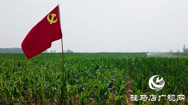  西平縣委書記侯公濤深入部分鄉(xiāng)鎮(zhèn)一線調研抗旱保秋工作