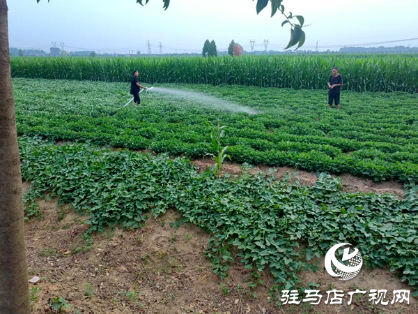平輿縣射橋鎮(zhèn)：打響抗旱保秋戰(zhàn)，全力保障農(nóng)田灌溉