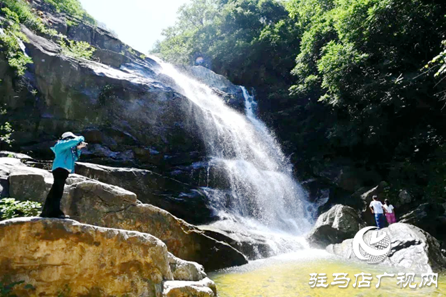 【大美天中】九龍瀑池杉林成夏日避暑熱門地 山水交響繪就豫南清涼畫卷