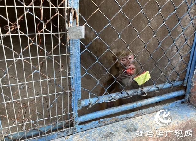 駐馬店南海動(dòng)物園出“涼”方 助動(dòng)物度夏