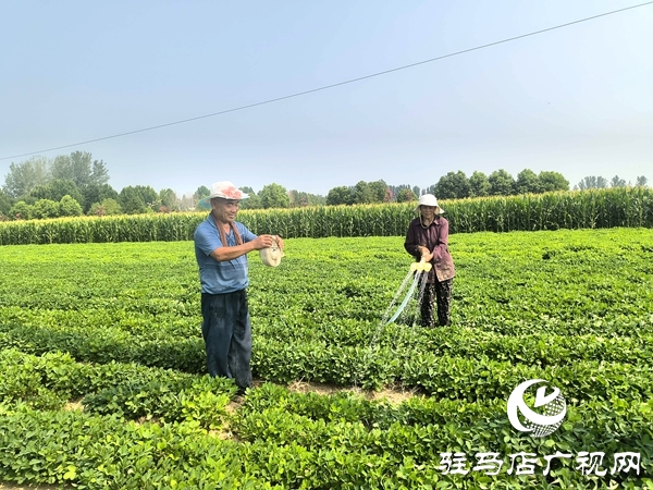 平輿縣：全力以赴抗旱保苗 夯實(shí)秋糧豐收基礎(chǔ)