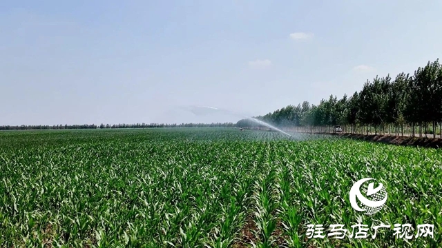 西平縣委書記侯公濤一線督導(dǎo)抗旱保秋 全力守護“糧袋子”“錢袋子”
