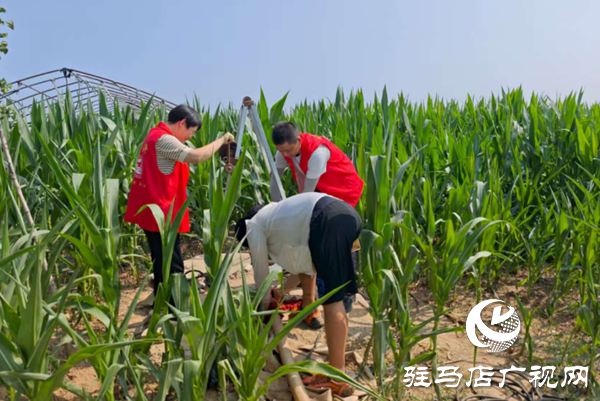  西平嫘祖鎮(zhèn)：黨員干部田間助力，力保秋糧穩(wěn)產(chǎn)