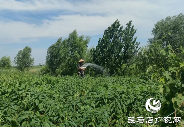 驛城區(qū)香山街道：干群同心抗旱 天坑活水潤良田