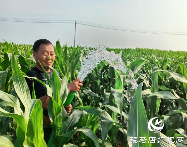  西平縣柏城街道：干群同心 打響抗旱保秋攻堅(jiān)戰(zhàn)