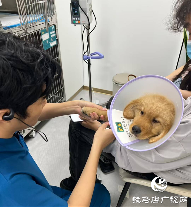 高溫持續(xù) 留守寵物如何安然度夏？