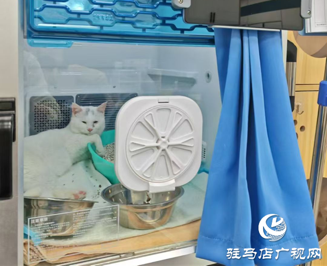 高溫持續(xù) 留守寵物如何安然度夏？