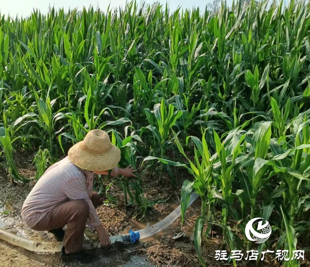  西平縣柏城街道：干群同心 打響抗旱保秋攻堅(jiān)戰(zhàn)