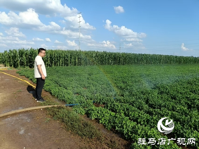  西平縣柏城街道：干群同心 打響抗旱保秋攻堅(jiān)戰(zhàn)