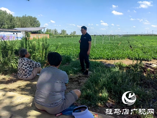 平輿縣陽城鎮(zhèn)：多措并舉抗旱保秋 筑牢糧食安全防線