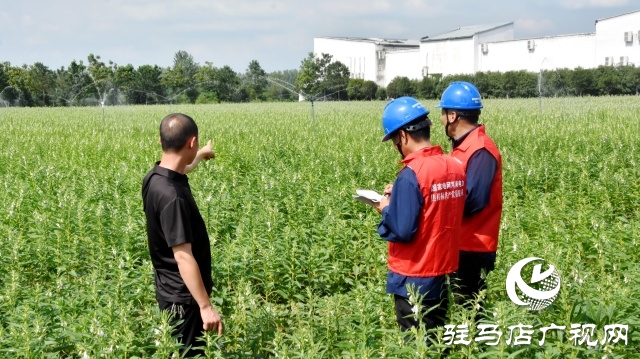 國(guó)網(wǎng)平輿縣供電公司：抗旱保電潤(rùn)芝麻 電力護(hù)航保豐收