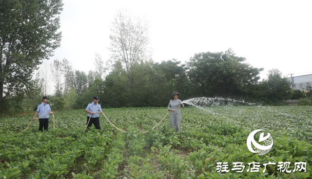 助農(nóng)抗旱保豐收 民警田間顯擔當