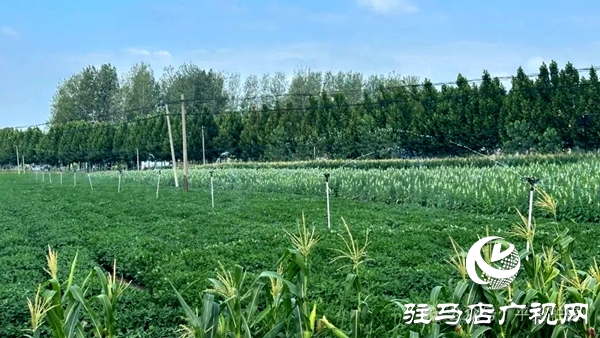 平輿縣玉皇廟鄉(xiāng)：新老機(jī)井“手牽手” 電力灌溉潤(rùn)良田