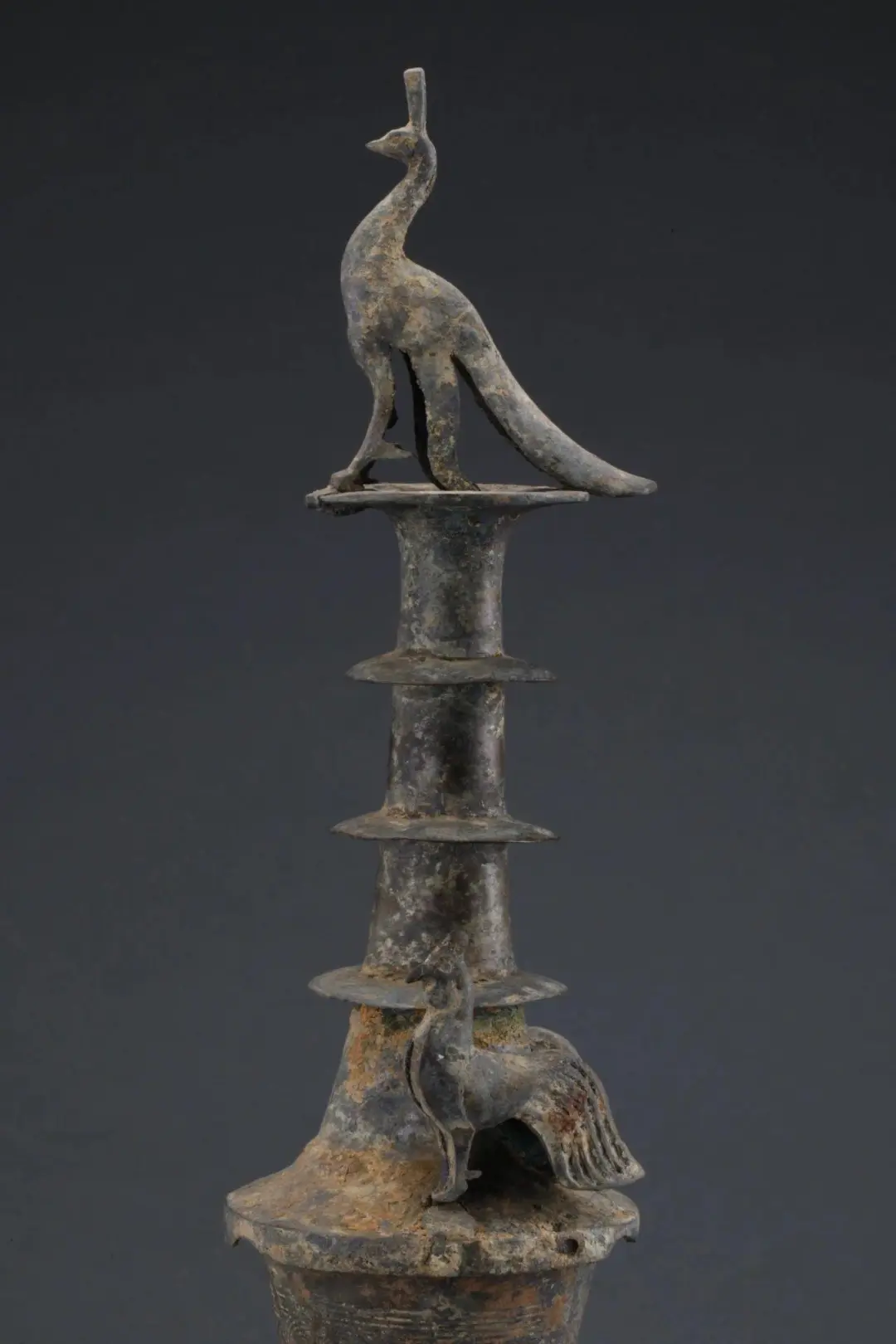 華美端莊，2000多年前它就是“百鳥之王”
