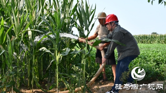 國網(wǎng)確山縣供電公司：汗水鑄就“強電網(wǎng)”  守護秋糧“生命線”
