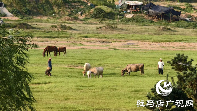 錦繡泌陽(yáng)：藏在山水間的生態(tài)畫卷